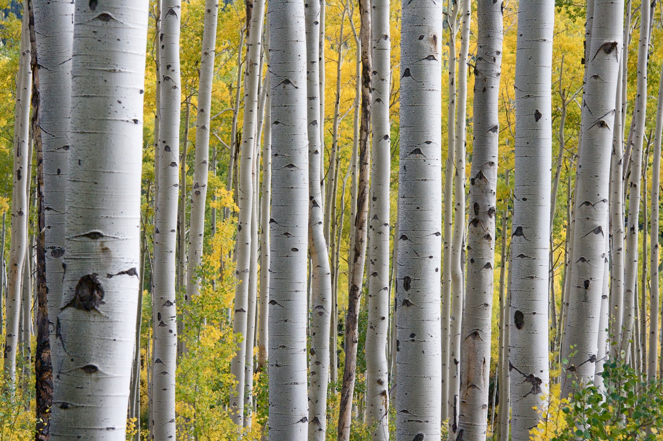 WHAT Is Birch Plywood and WHY we use it to make Sustainable Birchwood
